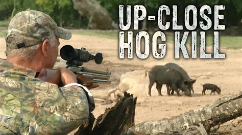 Big Bore 50 Caliber Air Rifle Hunt for Wild Boar - YouTube