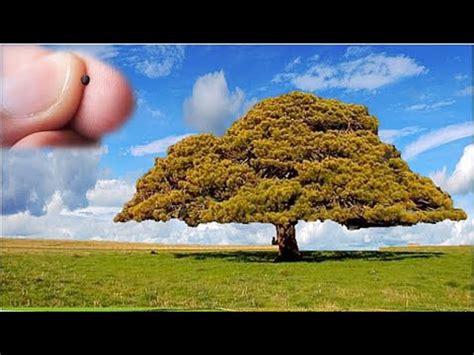 How Big is a Mustard Tree? - My Heart Lives Here