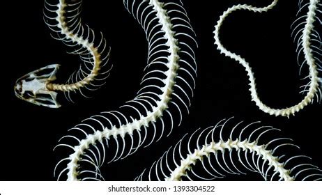 Skeleton Snake On Black Background Bones Stock Photo 1393304522 | Shutterstock