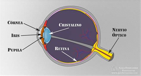 La Luz y su Percepción por el Ojo Humano - Galo Fernández