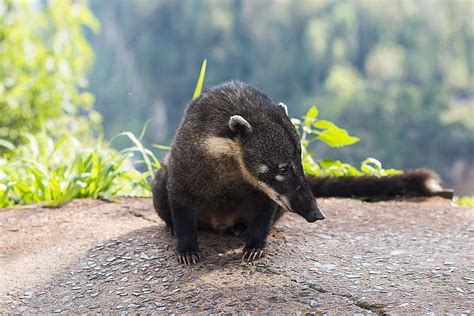 South American Tapir A Wild Animal In Iguazu National Park South ...