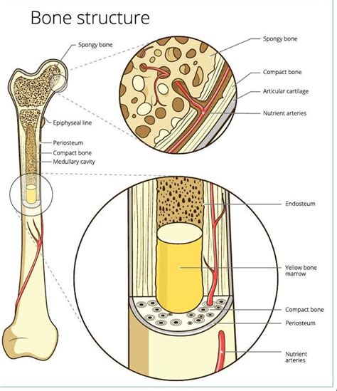 Compact Bone Diagram - Spongy Bone (Cancellous Bone) - Definition & Function ... - Basic bone ...