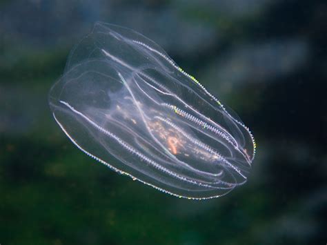 Comb Jellies - Ctenophora