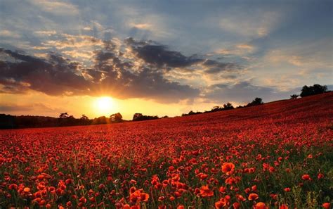 Poppy Field At Sunset Wallpapers - Wallpaper Cave