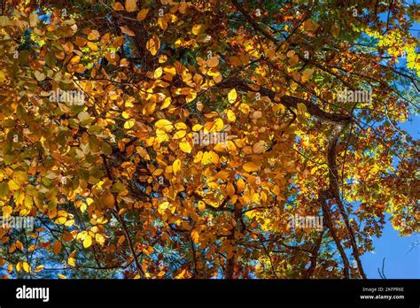 American hornbeam (Carpinus caroliniana) - twigs with leaves changing ...