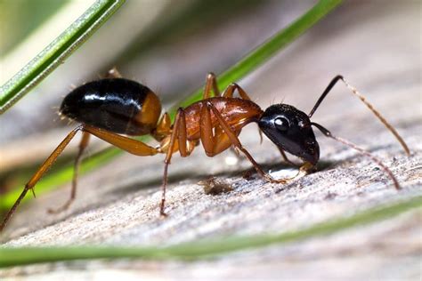 Banded sugar ant - Alchetron, The Free Social Encyclopedia