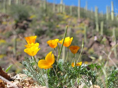 85 brilliant displays of Southwest wildflowers | Outdoors and Events | tucson.com