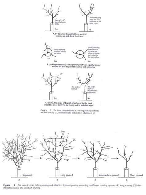 Pruning First and Second Leaf Almonds - The Almond Doctor