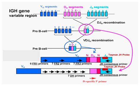 Allele Specific Oligonucleotide Hybridization - Linkage analysis in the ...