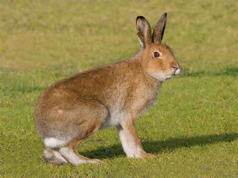 Irish hare | Animals, Species, Hare