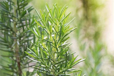 How to Protect Rosemary Plants in the Winter | Gardener’s Path