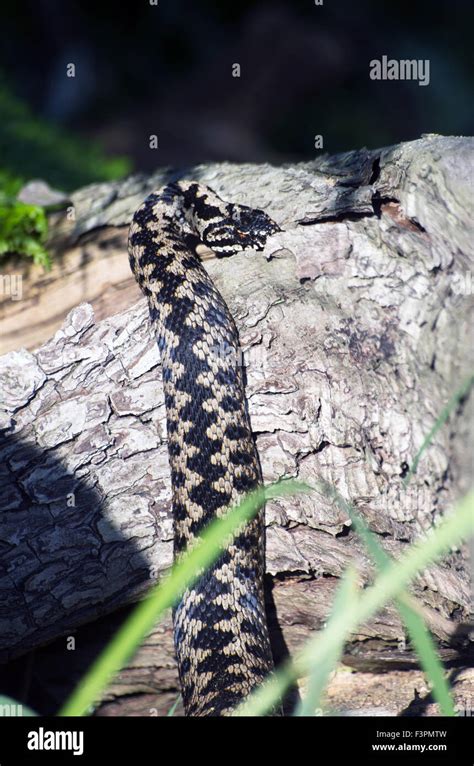 Adder Snake Vipera Berus Venomous Stock Photo - Alamy