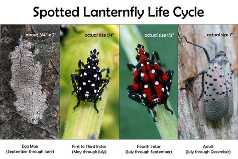 spotted lanternfly life cycle penn state - Theola Solano