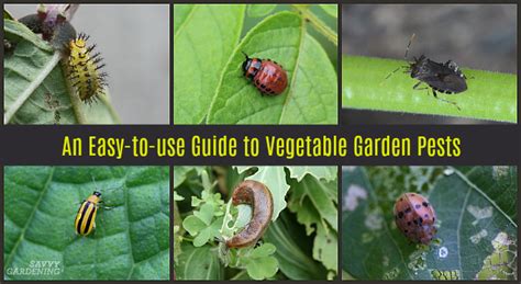 Guide to Vegetable Garden Pests: Identification and Organic Controls