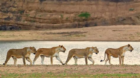 Kenya Family “Lion King” Safari - The Wild Source