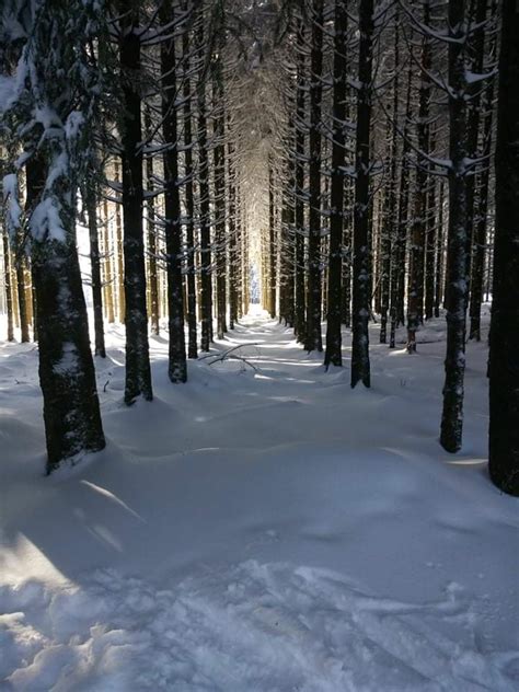 Snow in the Ardennes Forest, Belgium : r/pics