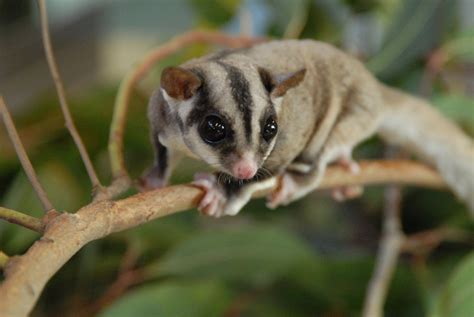 Sugar Glider Wallpapers Wallpaper Cave - Riset