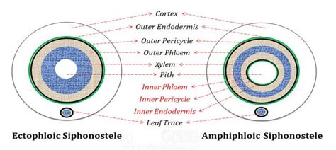 Pteridophytes: Types of Stele & Its Evolution : Plantlet