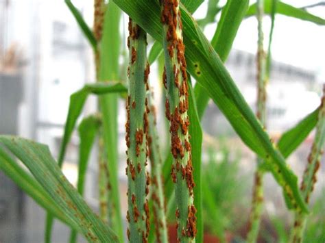 Stem rust on wheat, caused by Puccinia graminis f. sp. tritici | Plant ...