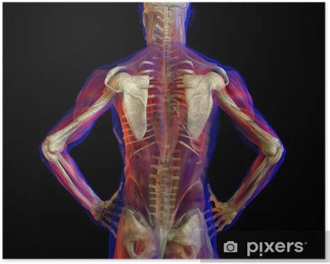 Poster X-ray illustration of Human back anatomy and skeleton - PIXERS.HK