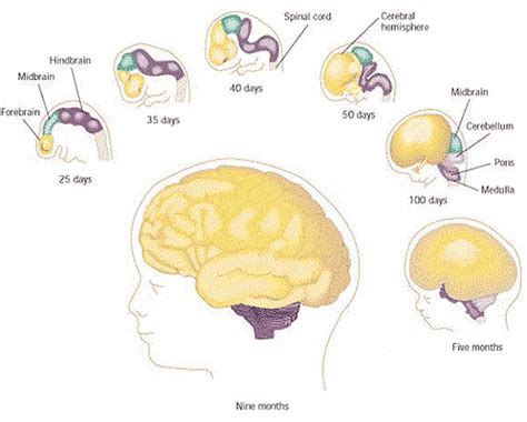 Brain Development - Various Stages And Growth Process