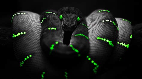 Green And Black Snake HD Wallpapers | Full HD Wallpapers