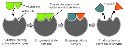 Structural Proteins Can Form Very Strong, Complex Fibrous Structures ...