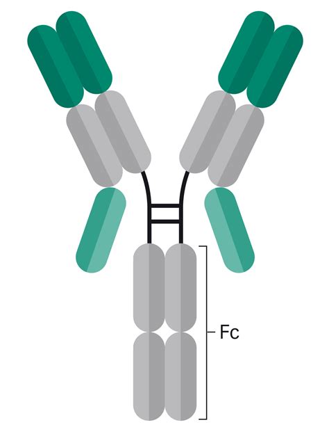 Bispecific antibodies: purification in two steps | Cytiva