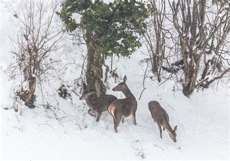 Deer in the snow stock photo. Image of intense, days - 109215572