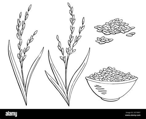 Rice plant graphic black white isolated sketch illustration vector ...