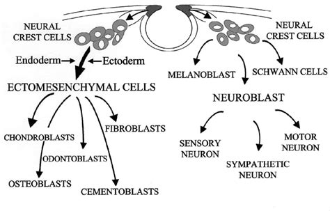 7. Illustration of the lineage differentiation capacity of neural crest ...