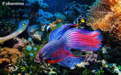 Care Guide for Siamese Fighting Fish - Breeding, Appearance, and More