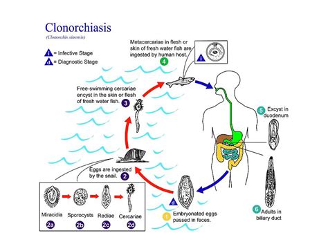 Clonorchiasis Parasite Life Cycle Photograph by Cdc/science Photo Library | Fine Art America