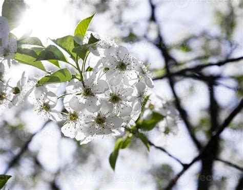 cherry blossoms . spring 9411910 Stock Photo at Vecteezy