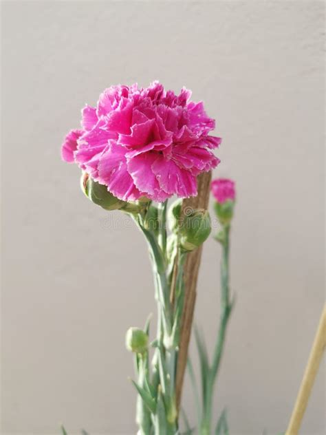 Red Carnation flower stock photo. Image of centrepiece - 183879032