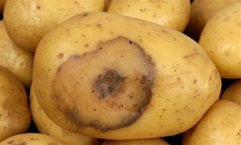 Potato blackleg - Erwinia carotovora pv. atroseptica, Nexles