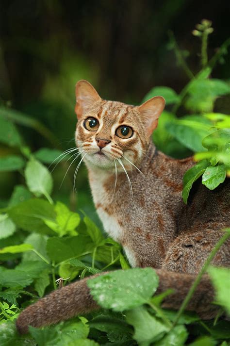 Rusty-spotted Cat Captive, Occurs In Sri Lanka Photograph by Terry ...