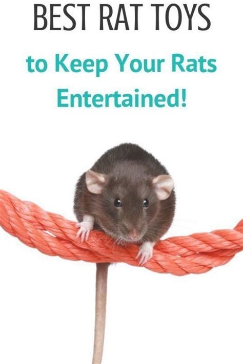 Keep your rats entertained with the best rat toys. We listed 7 types of toys that stimulate rat ...