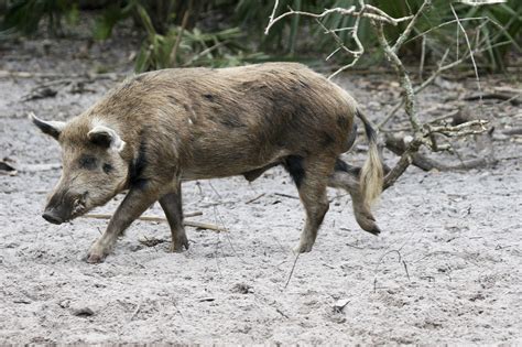 Inside Florida’s lucrative feral hog hunting industry