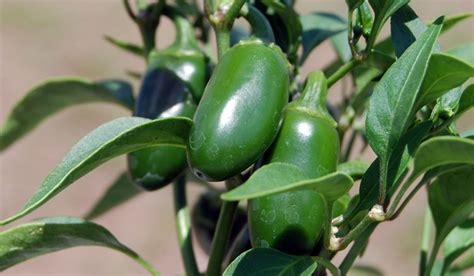 How to Grow Jalapeno Peppers | Vegetable Garden Blog