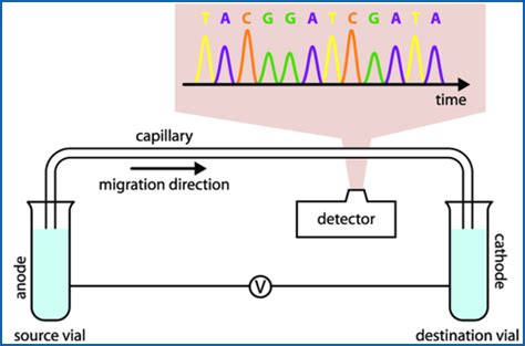 Equipment Applications for Capillary Electrophoresis | tec5USA