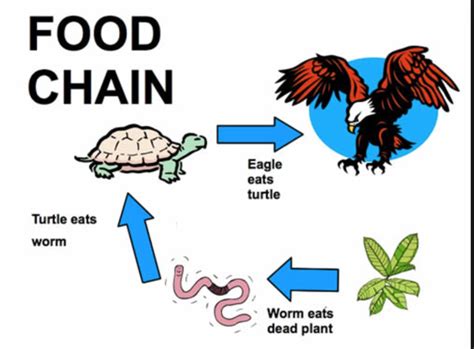 What has affected the population and it's ecosystem?