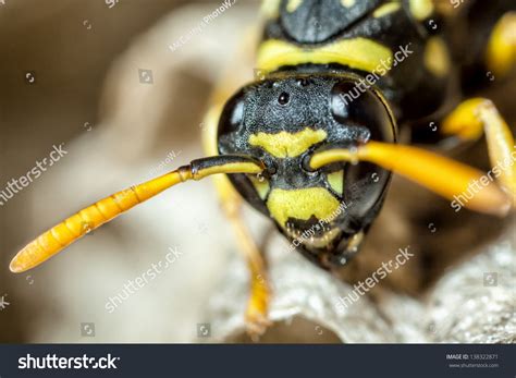 Young Paper Wasp Queen 4 Times Stock Photo (Edit Now) 138322871