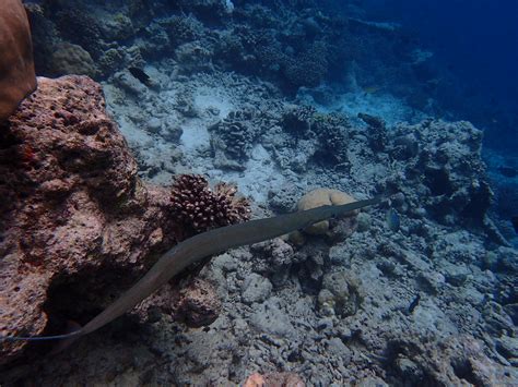 Snorkeling Kandolhu - Maldives 2016 | Poisson flûte. | Valerie Hukalo ...