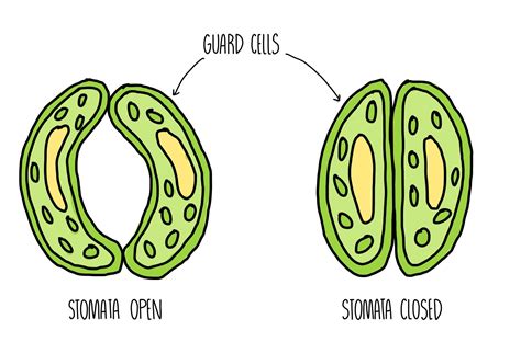 Plant Tissues, Organs and Organ Systems — the science sauce