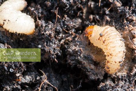 Vine weevil larvae... stock photo by John Swithinbank, Image: 0545492