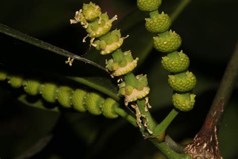 Gnetum gnemon L. | Plants of the World Online | Kew Science