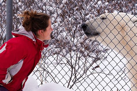 The rich wildlife of Hudson Bay - Churchill Wild Polar Bear Tours