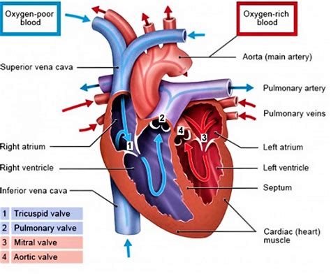 Right atrium anatomy, right atrium function & valves