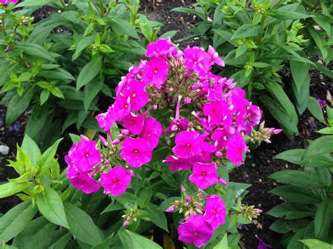 Close up of flower of Phlox paniculata 'Flame Purple' Perennials, Close ...